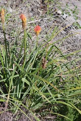 Kniphofia linearifolia