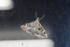 Agrioglypta fulguralis