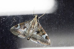 Agrioglypta fulguralis