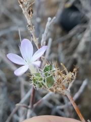 Barleria rigida