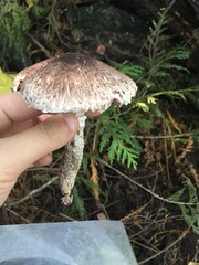 Lepiota flammeotincta