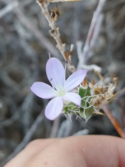 Barleria rigida