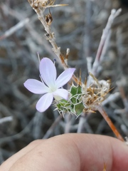 Barleria rigida