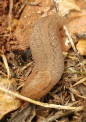 Gigantomilax eustrictus