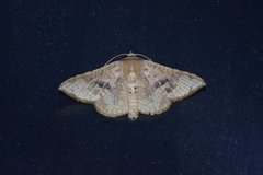 Canaea ryukyuensis