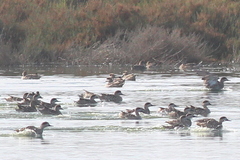 Marmaronetta angustirostris