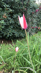 Tulipa clusiana
