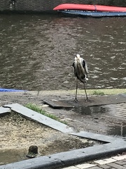 Ardea cinerea