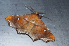 Episparis okinawensis