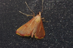 Endotricha minialis