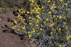 Helichrysum argyrophyllum
