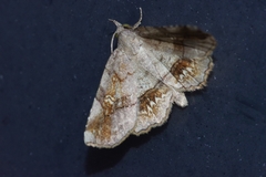 Pangrapta flavomacula