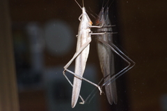 Euconocephalus nasutus