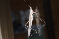 Euconocephalus nasutus