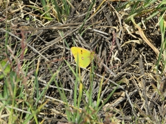 Colias croceus