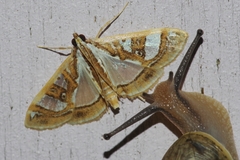 Glyphodes pyloalis
