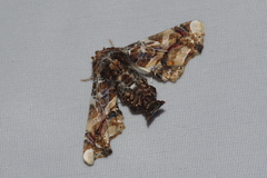 Eutelia adulatricoides