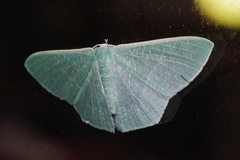 Thalassodes intaminata