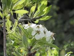 Pyrus syriaca