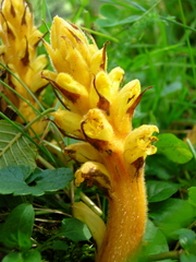 Orobanche lucorum
