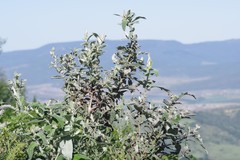 Buddleja salviifolia