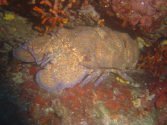 Scyllarides latus