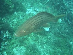 Epinephelus costae