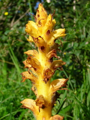 Orobanche lucorum