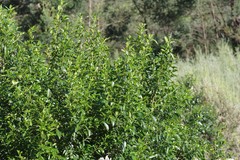 Rhamnus prinoides