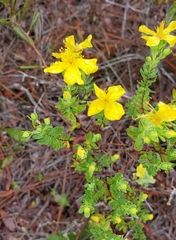 Hypericum microsepalum