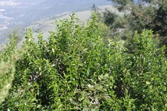 Rhamnus prinoides
