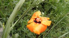 Phelypaea boissieri lutea