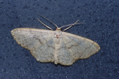 Scopula plumbearia