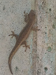 Lygodactylus klugei