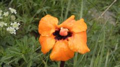 Phelypaea boissieri lutea