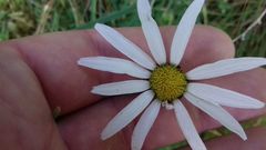 Leucanthemum rotundifolium