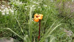 Phelypaea boissieri lutea