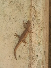 Lygodactylus klugei