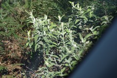 Buddleja salviifolia