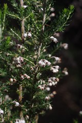 Erica brownleeae