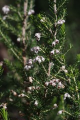 Erica brownleeae