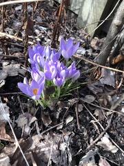 Crocus tommasinianus