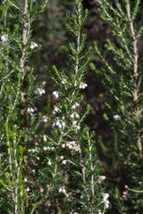 Erica brownleeae