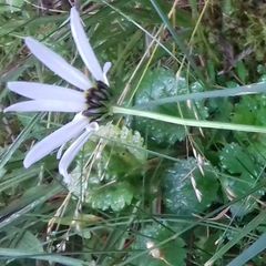 Leucanthemum rotundifolium