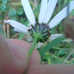 Leucanthemum rotundifolium