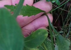 Leucanthemum rotundifolium