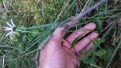 Leucanthemum rotundifolium