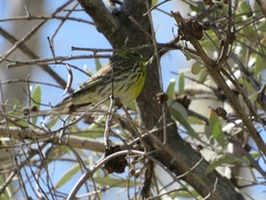 Serinus serinus