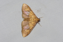 Pleuroptya characteristica