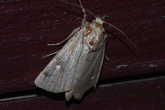 Athetis lineosella